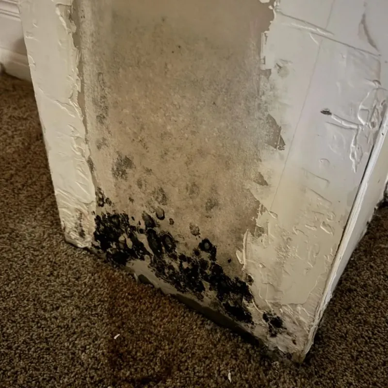 Professional Mold Removal in Vidor, TX